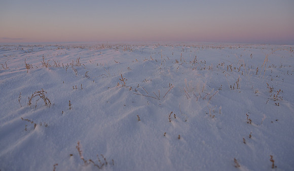 Eastern Mongolian Steppes