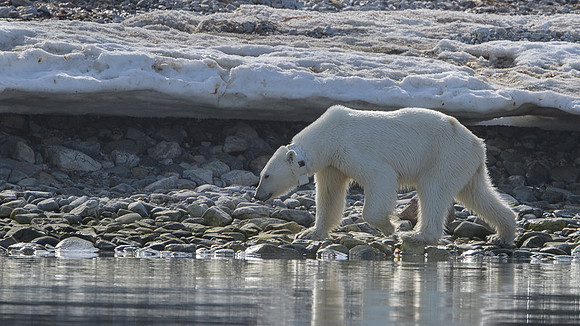 Polar bear