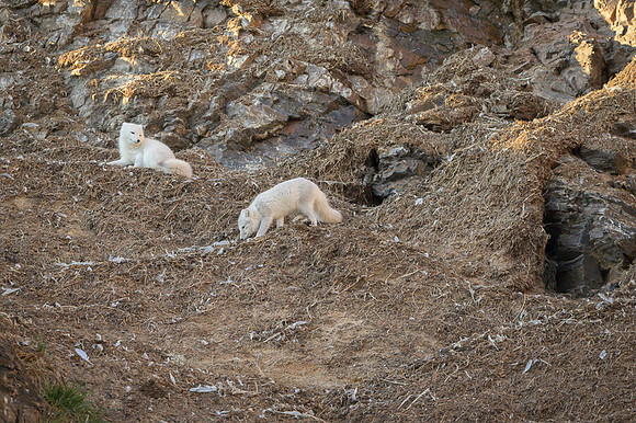 Arctic fox White