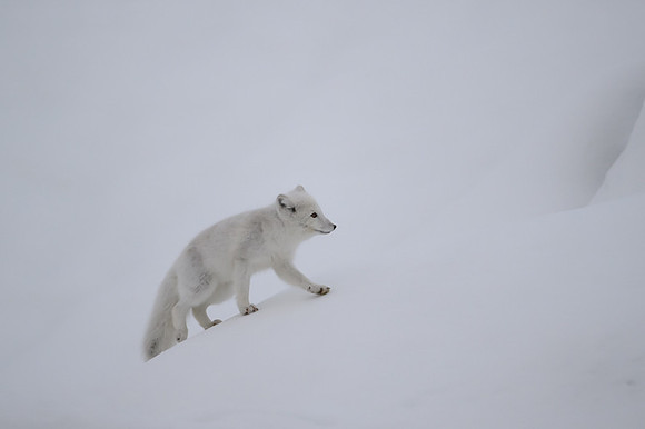 Arctic fox White