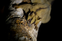 Pale fork-marked lemur