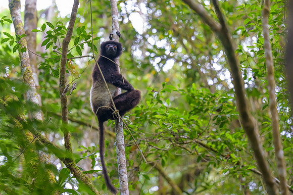 Milne-Edwards's sifaka