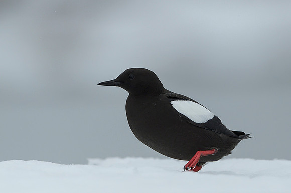 Black guilemot