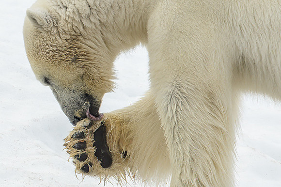 Polar bear