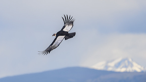 Andean Condor