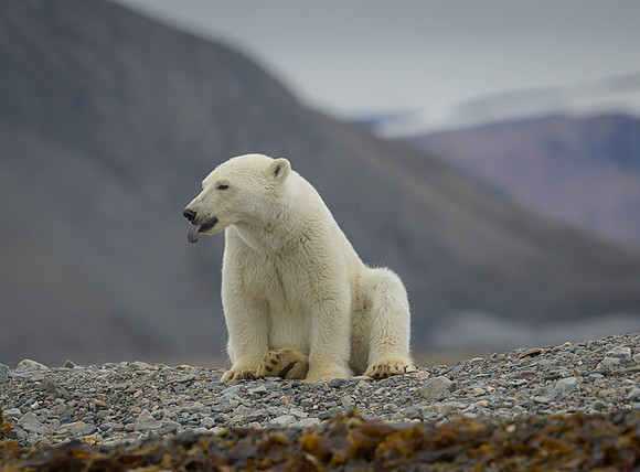 Polar bear