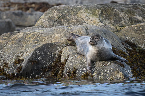Harbor seal