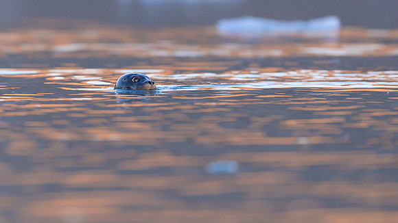 Harbor seal