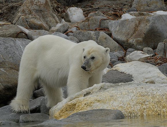 Polar bear