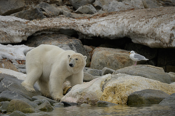 Polar bear