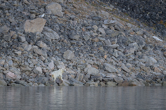 Polar bear