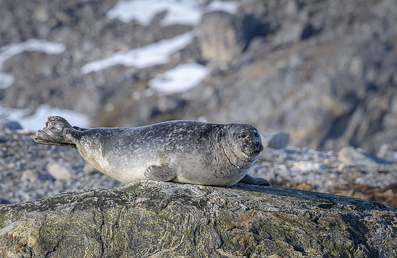 Harbor seal
