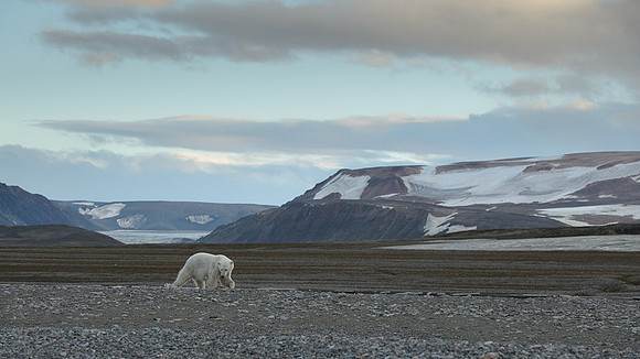 Polar bear