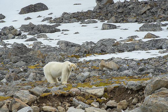 Polar bear