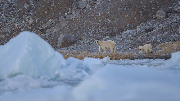 Polar bear
