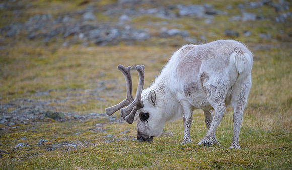 Svalbard Reindeer