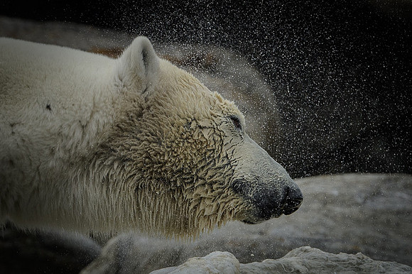 Polar bear