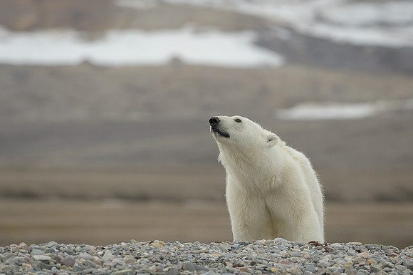 Polar bear