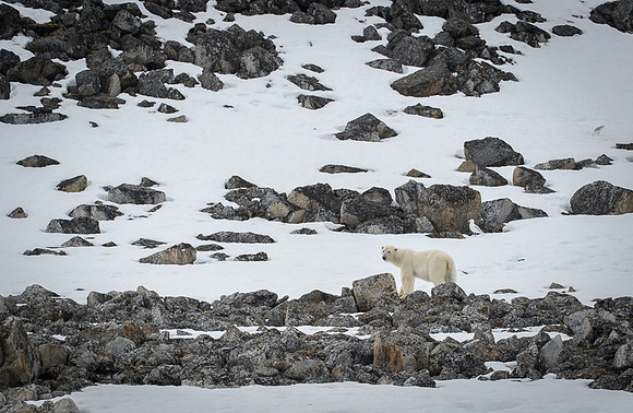 Polar bear