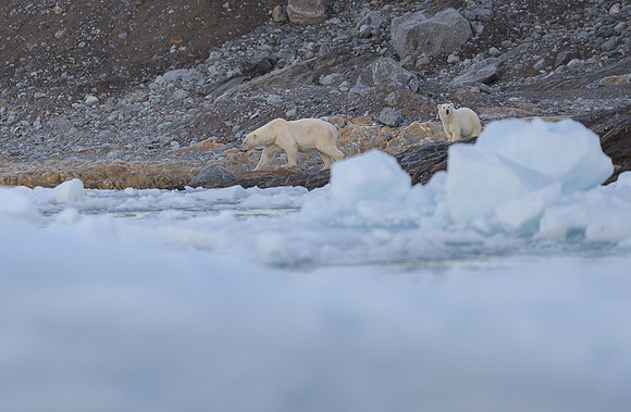 Polar bear