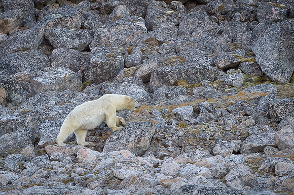 Polar bear