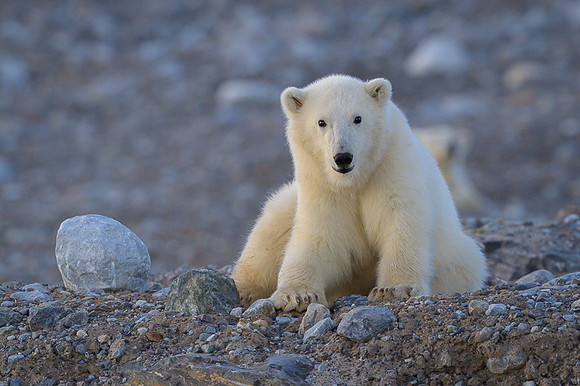 Polar bear