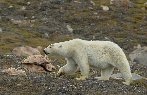 Polar bear