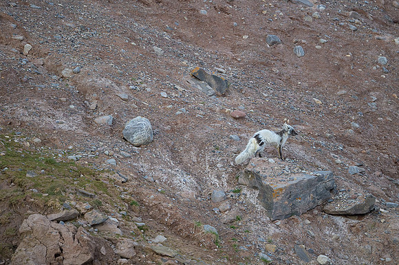 Arctic fox White