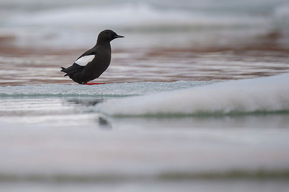 Black guilemot