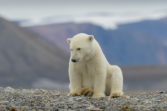 Polar bear