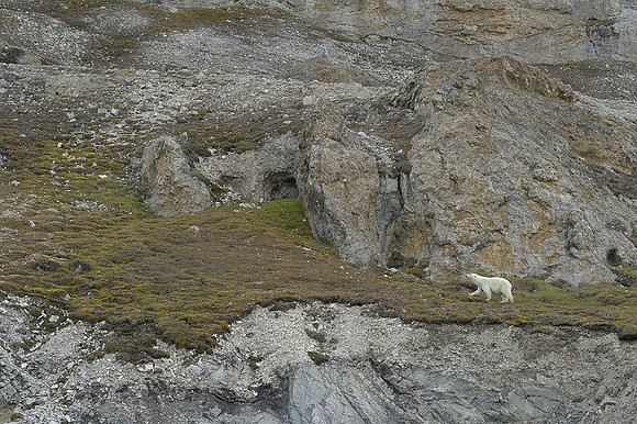 Polar bear