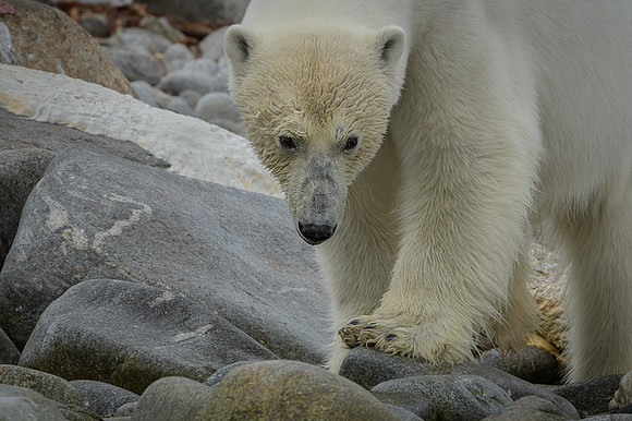 Polar bear
