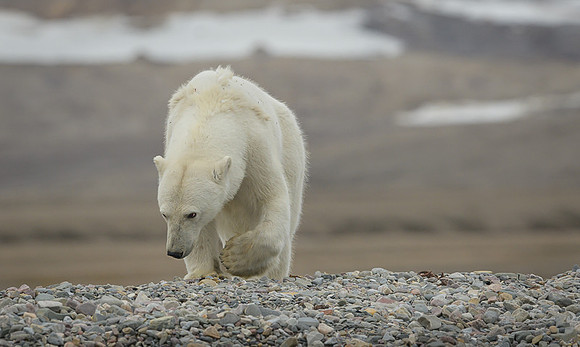 Polar bear
