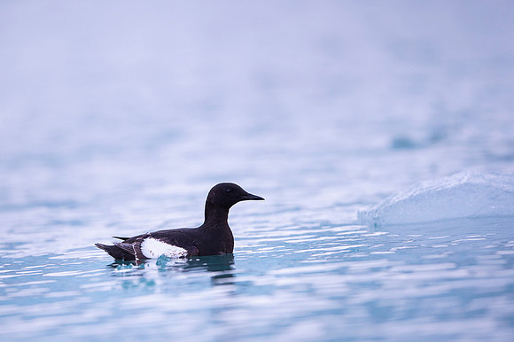 Black guilemot