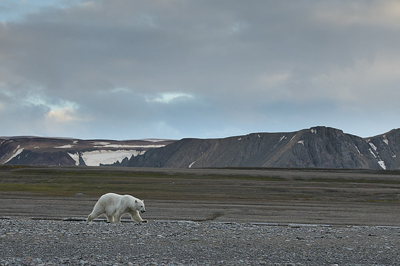 Polar bear