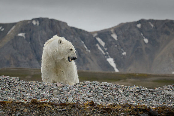 Polar bear