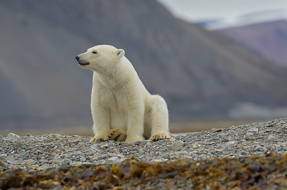 Polar bear