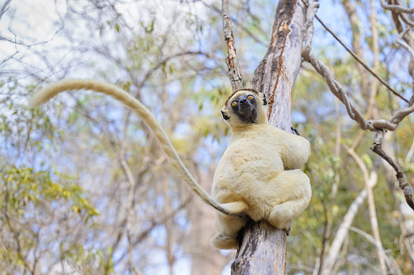 Verreaux's sifaka