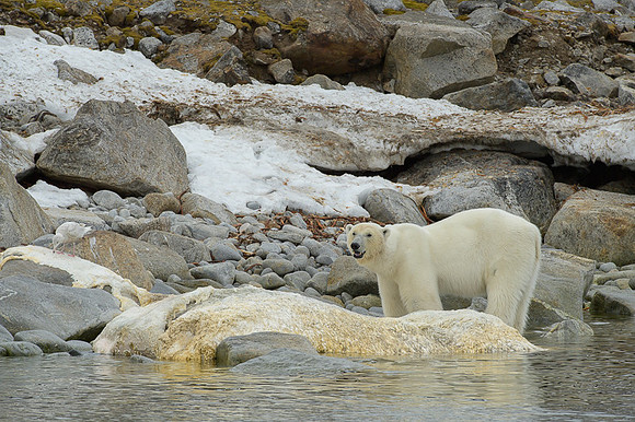 Polar bear