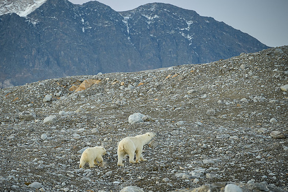 Polar bear