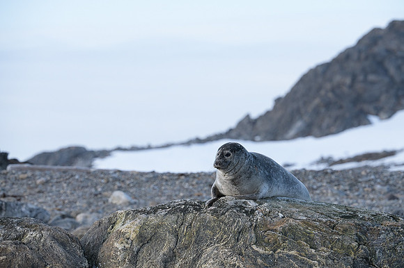 Harbor seal