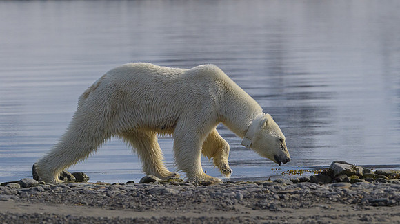 Polar bear