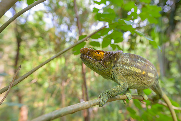 Parson's chameleon