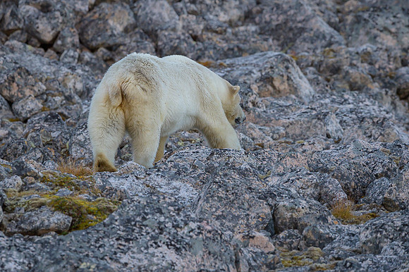 Polar bear