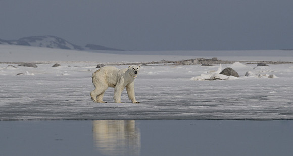 Polar bear