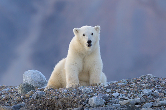 Polar bear