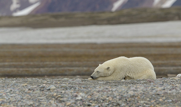 Polar bear