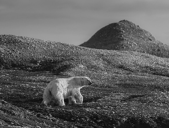 Polar bear