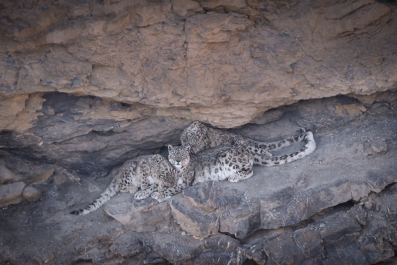 Snow leopard