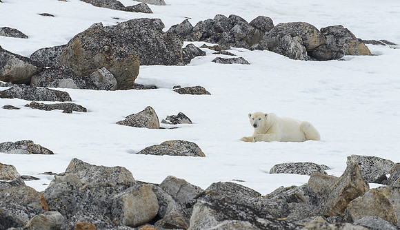 Polar bear